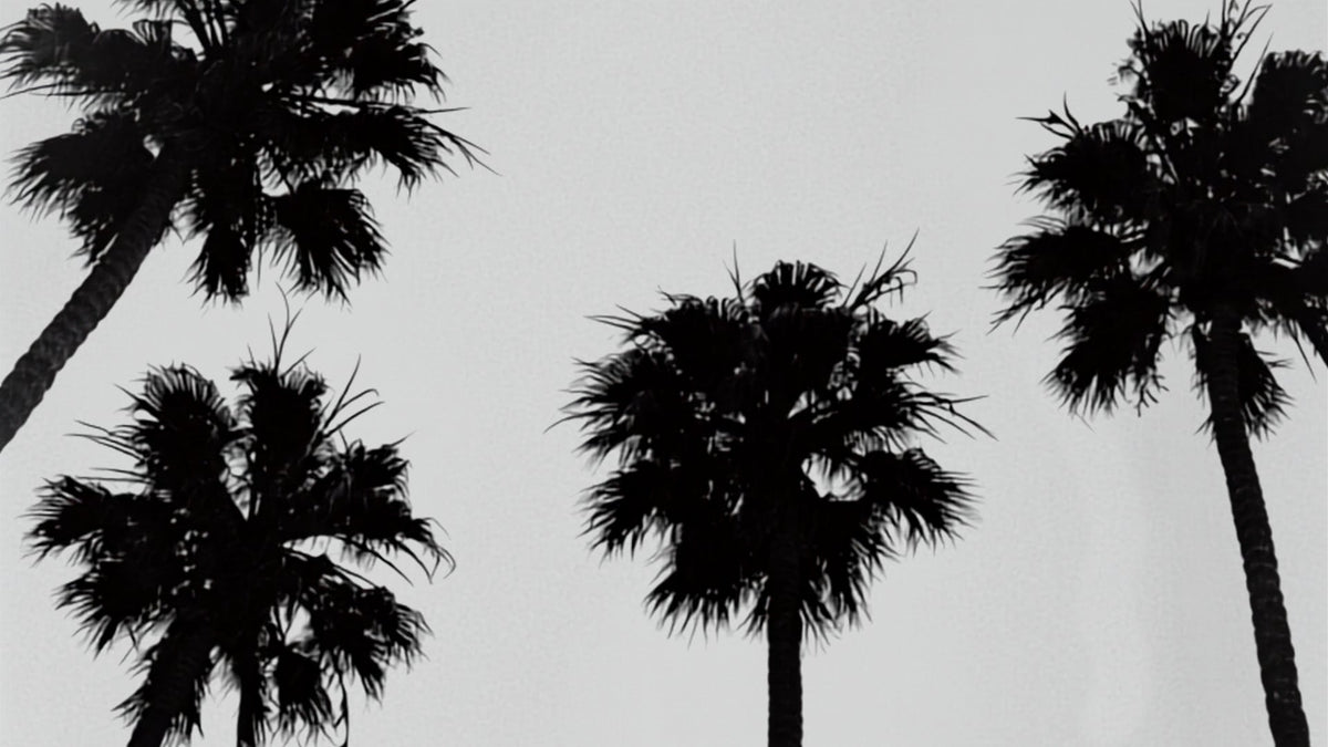 California palm trees up in the sky in black and white image.