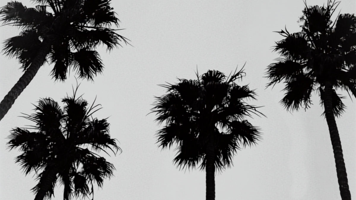 Black silhouettes of several LA palm trees against a light gray sky.