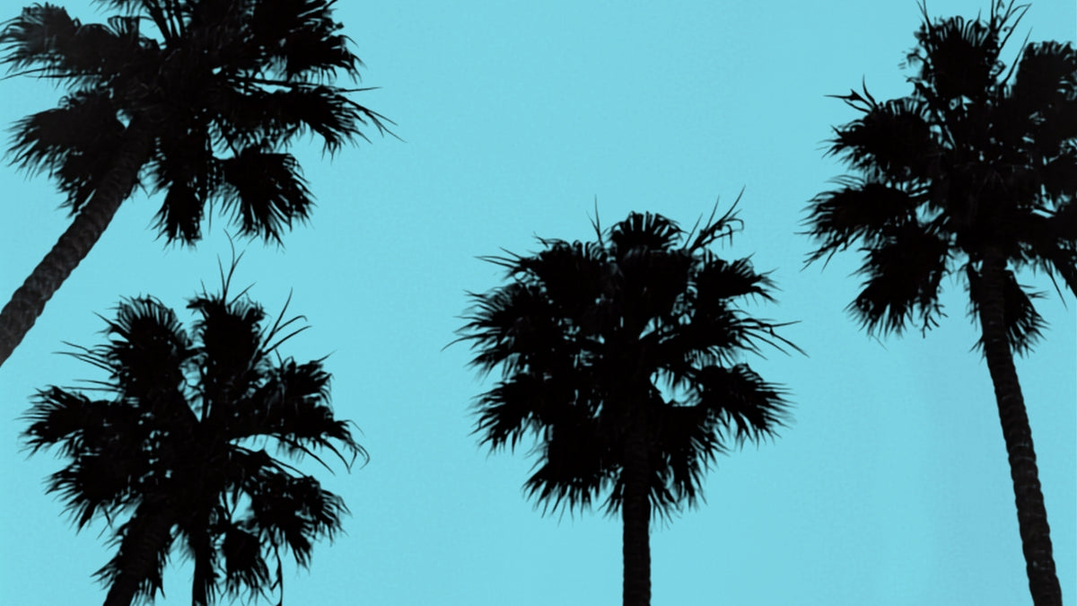 Silhouetted LA palm trees against a solid turquoise blue background.